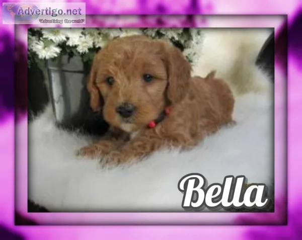 Bella Female F1B Mini Goldendoodle