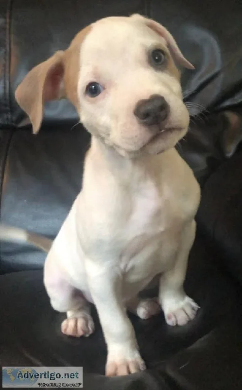 Beautiful American Pitbull Terrier
