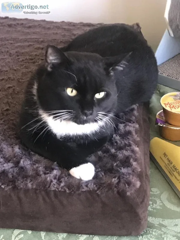 Gorgeous Tuxedo Male Cat