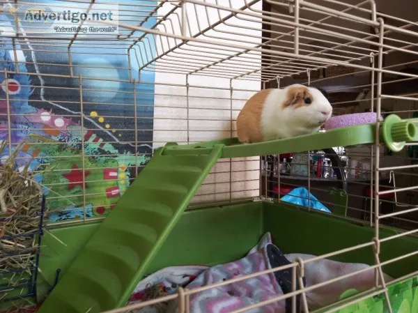 Male and female guinea pigs
