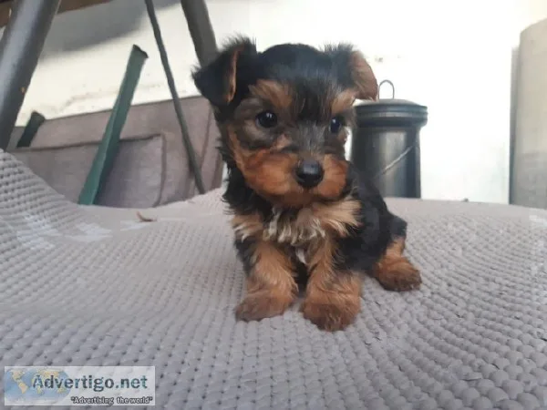 Adorable Yorkshire Terrier Puppies.