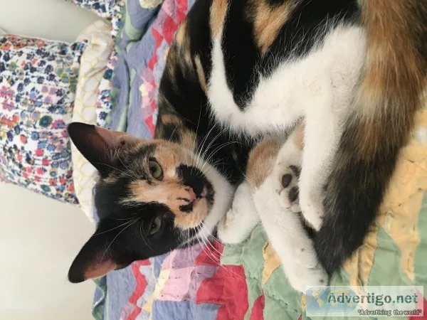 FOUND Small Calico Cat