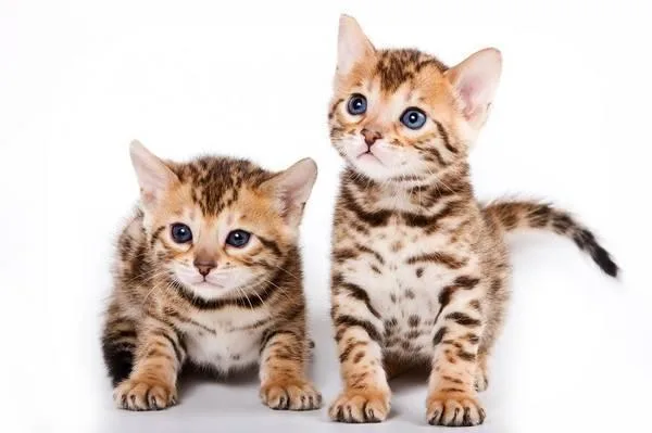 Royal Bengal Kittens