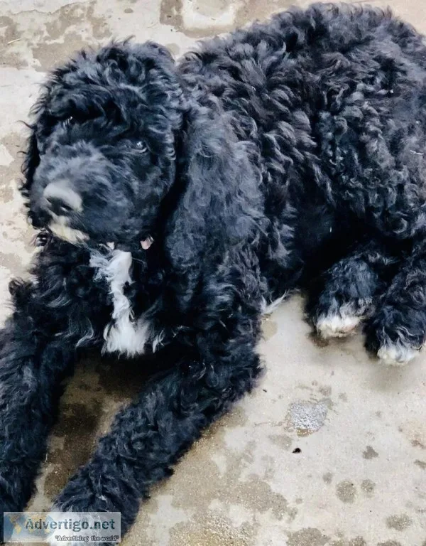 Standard Poodle
