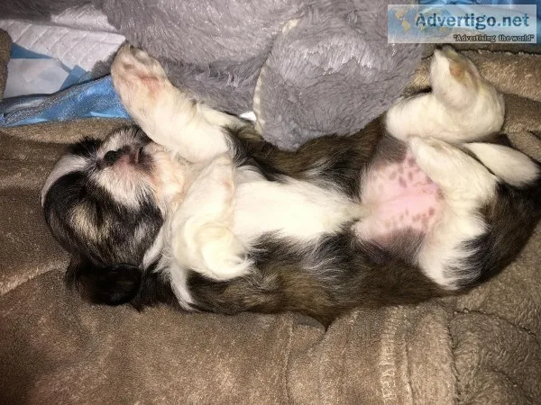 Puppies for Sale
