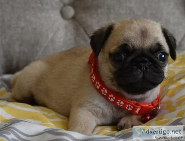 Callumi Pug puppies for new homes