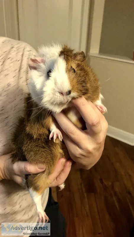 Free Guinea Pig