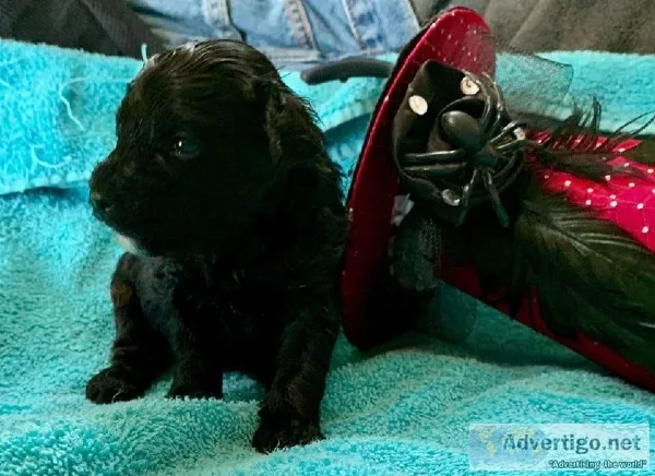 CKC Yorki Poo Puppies