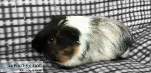 Gorgeous guinea pig for sale