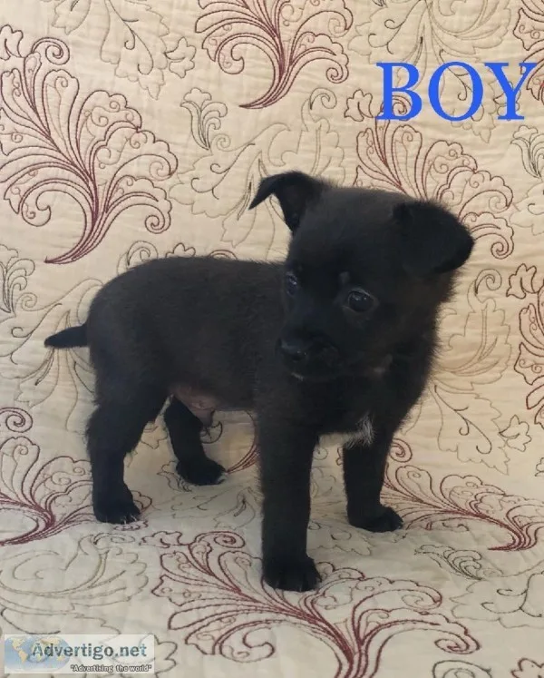 Teacup Yorkies Forsale