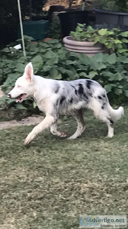 Blue Merle Border Collie