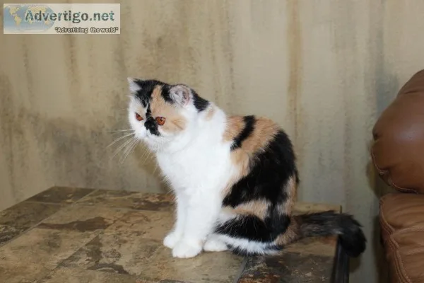 Young adult Persian Spayed female
