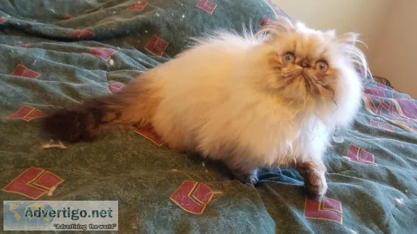 Himalayan Persian Kitten for sale