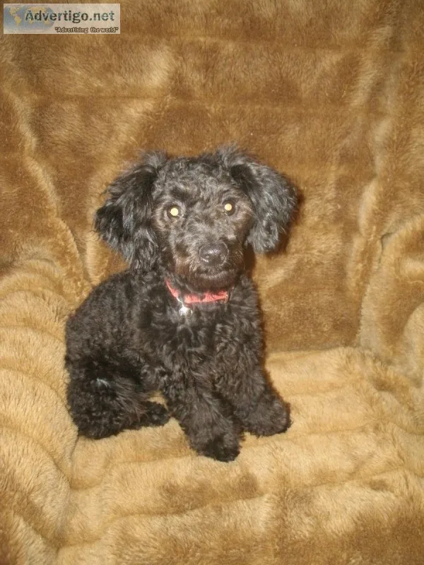 FEMALE POODLE TINY TOY