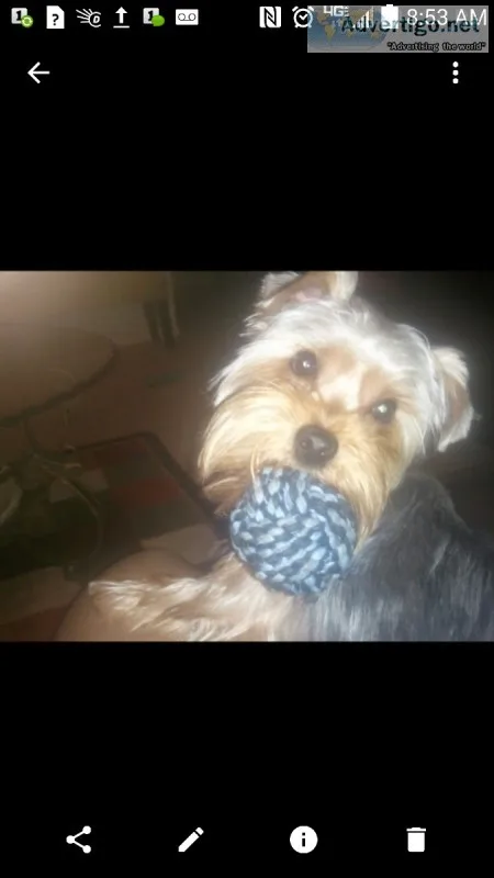 Yorkie