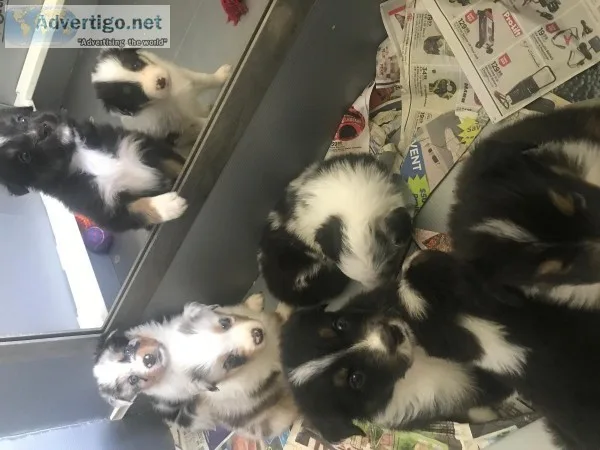 Australian Shepherds AKC ASCA Reg