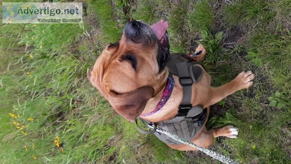 African Boerboel Mastiff