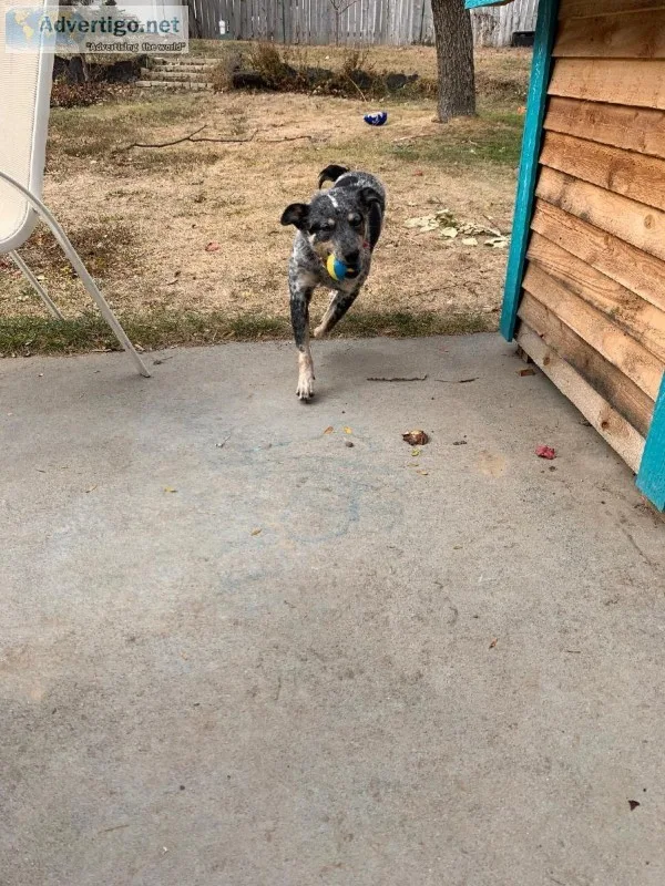 Free Australian Shepherd Heeler