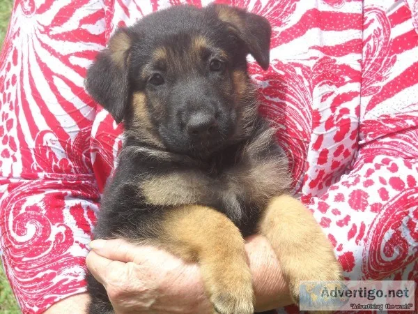 AKC GERMAN SHEPHERD PUPPIES
