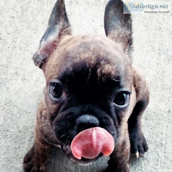AKC French bulldog female pup