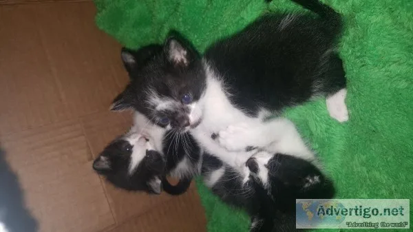 Kittens