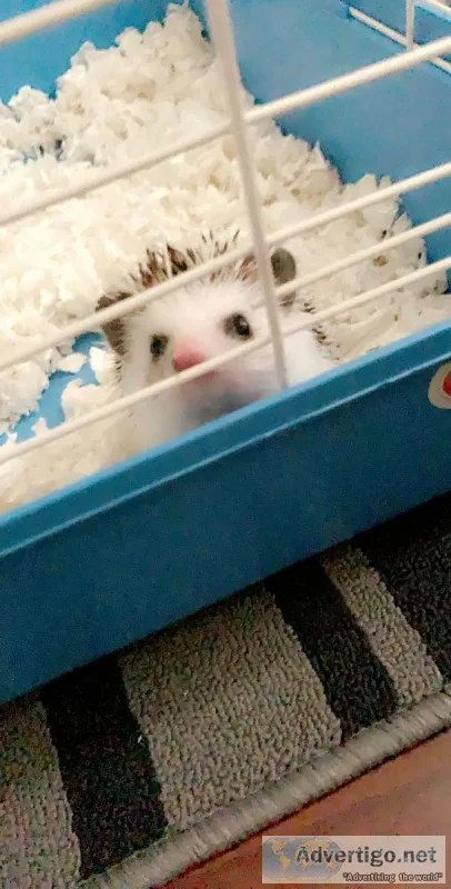 Hedgehog