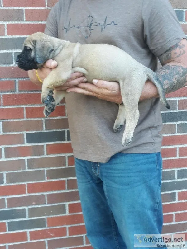 English mastiff puppy