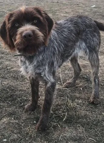 Wirehaired Pointing Griffon
