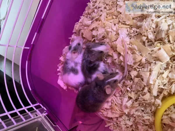 Mice for sale