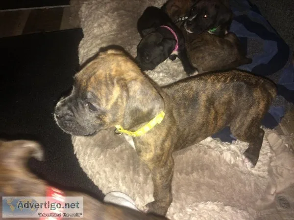 Female Boxer pup