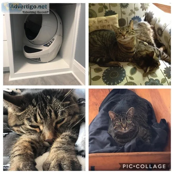 AUTOMATIC LITTER BOX COMES WITH 2 AWESOME KITTIES