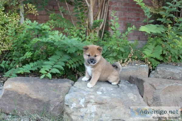 AKC Shib Inu Puppies