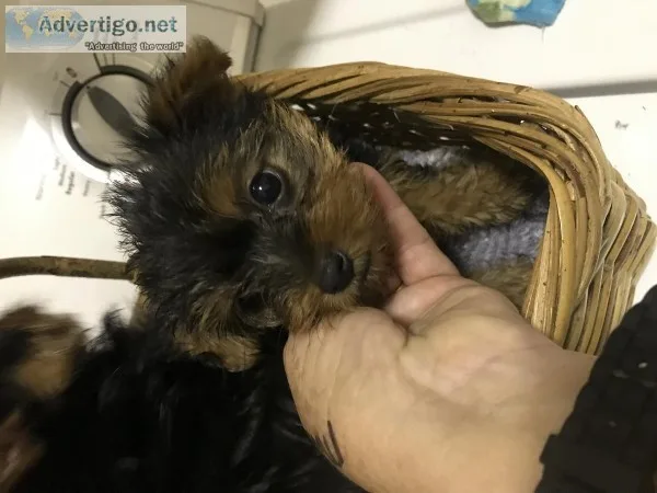 Ckc yorkie ouooy