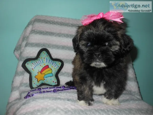 ACA LHASA APSO  GORGEOUS PUPPIES
