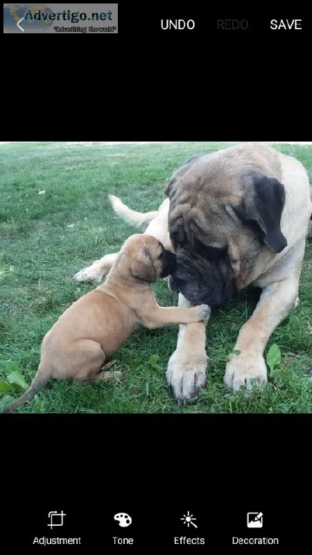 English mastiff puppy