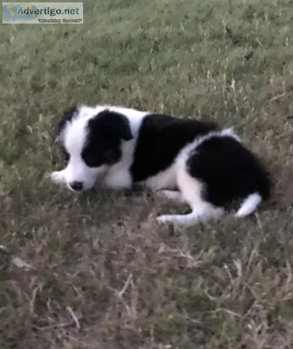 6 week old Border Collie pups