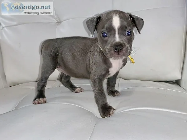 American bully puppies