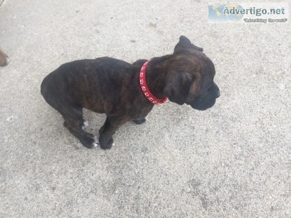 Boxer puppy