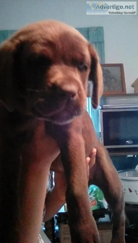 Lab puppy