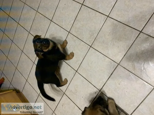 Akc German Sheppard pups