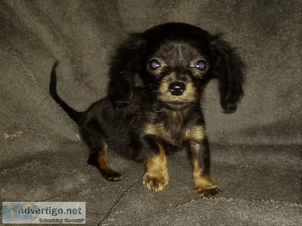 Petite Black and Tan Female