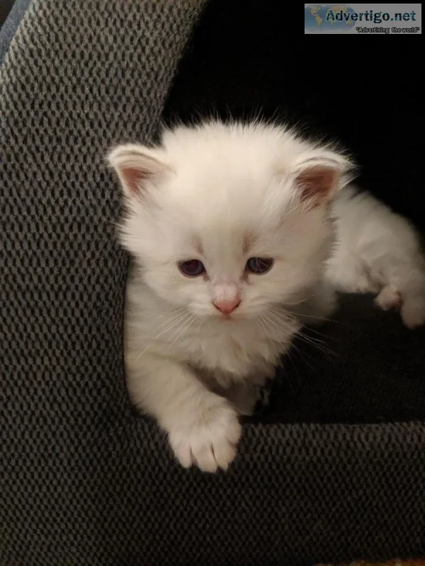 HYPOALLERGENIC Siberian Kittens