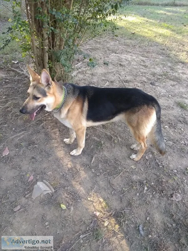 German Shepherd male 1 yr old