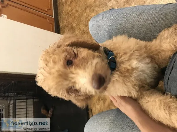 Goldendoodle -Small Standard