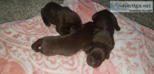 Akc labradors