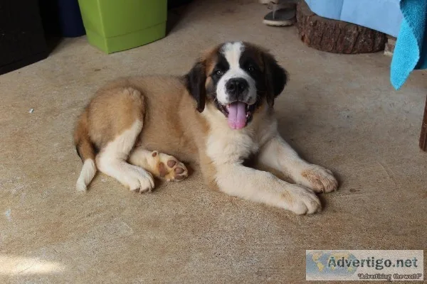 Saint Bernard Pups (12 weeks)
