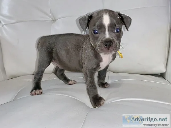 American Bully puppies