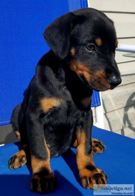 Full euro doberman puppies