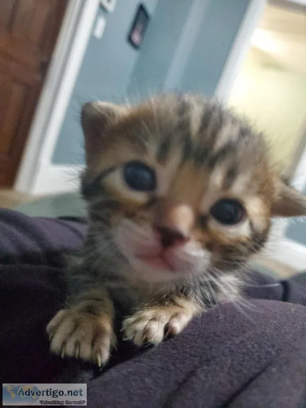 Bengal kittens