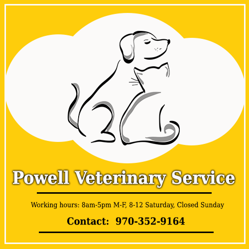 Powellvets Dog Teeth Cleaning Greeley